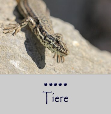 tiere